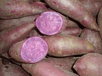 Purple Sweet Potato