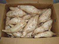 White Sweet Potato