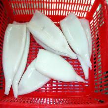Standard Fresh and Dried  Arrow   Squid 