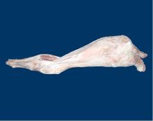 lamb catcass