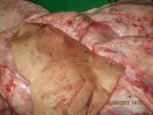 frozen  pork   jowls 