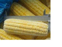 IQF SWEET CORN