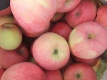 Best quality red delicious Chinese apple/fresh red juicy huaniu apple