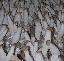 fresh king oyster mushroom