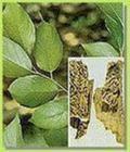 Eucommia Leaf Extract