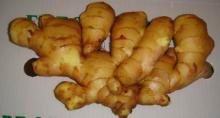 Shandong fat ginger for export