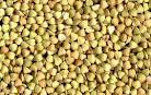 buckwheat