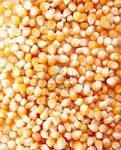 YELLOW CORN FOR SALE