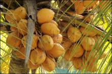 Fresh Coconuts