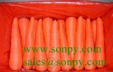 carrot,carrots,fresh vegetable,vegetables