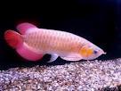 Asian Red Arowana Fish for sale
