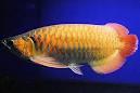 Golden Arowana Fishes for sale