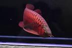 Red Dragon Arowana Fishes for sale