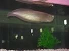 Black  Arowana   Fish es for sale