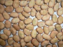 broad beans