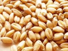 WHEAT