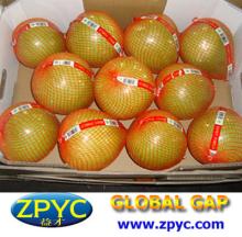 Chinese sweet honey pomelo