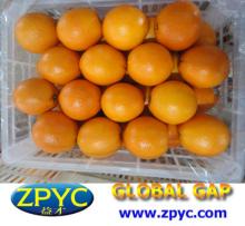 Chinese fresh navel orange