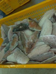 PARROT FISH FILLET FROM VIETNAM