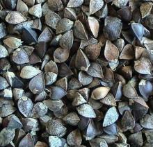 buckwheat