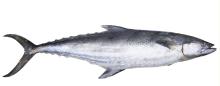 hainan spanish mackerel