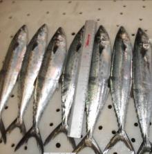 spanish mackerel