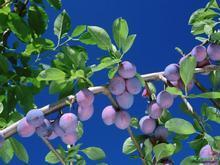 blueberry extract