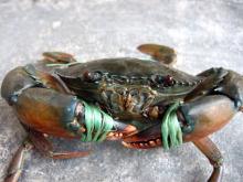 Supplying Live Mud Crabs from Bangladesh