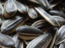 sunflowerseed