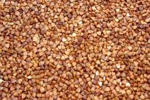 roasted buckwheat kernels