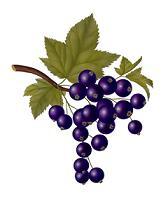 Blackcurrant Extract