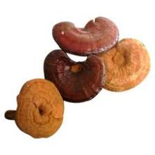 Reishi  Extract , Lingzhi   Extract ,Ganoderma Lucidum  Extract 