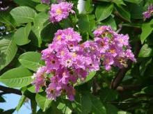 Corosolic Acid