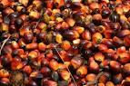 High Quality Refined and  Crude  Palm Oil