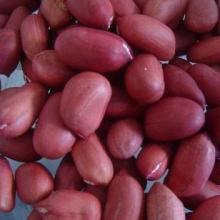 Chinese Redskin Peanut Kernels (2011 new Crop)