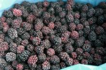 frozen blackberry