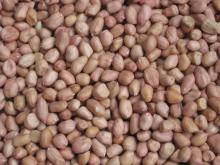 peanut kernel 40/50