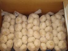 carton  packed   garlic 