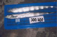 FROZEN RIBBON FISH, HAIR TAIL FISH FOR CHINESE MARKET FROM VIETNAM BY LAND SHIPPING