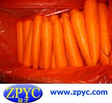 Cleaning Chinese fresh carrot