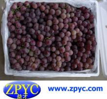 Fresh Chinese red grapes