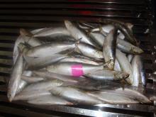 seafood Frozen Sardine fish