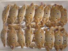 Frozen Crab w/r
