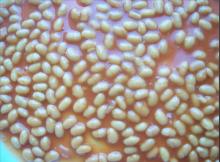 canned baked beans in tomato sauce (canned food)