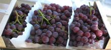 Red Globe  Grapes 