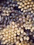 Hatching Snail Eggs