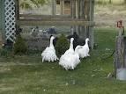 Hatching Goose Eggs
