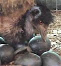 Hatching  Emu  Eggs