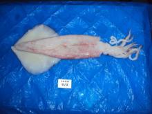 Illex Squid