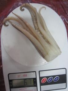Loligo squid tentacle